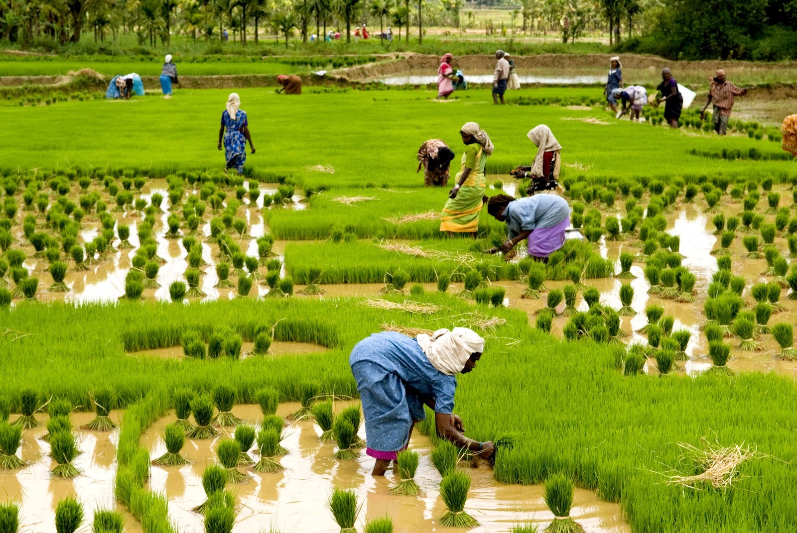 Farmers in rice field image for farmers monsoon advisory