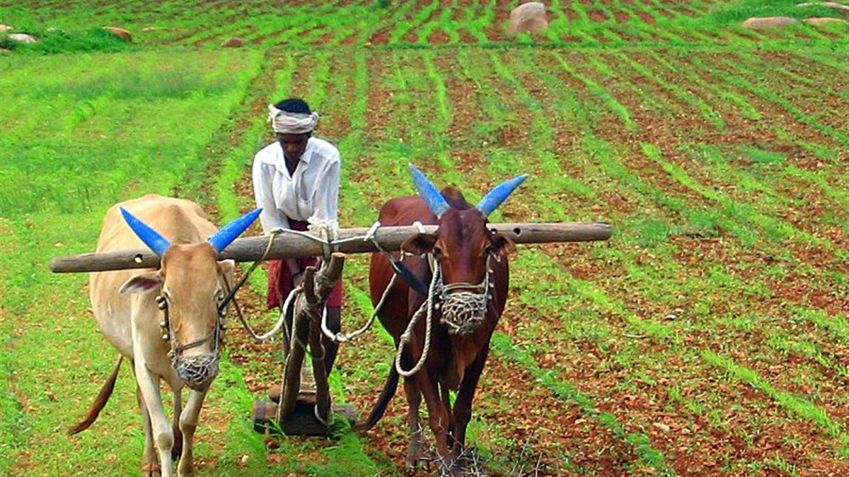 Indian farming field used as representative image for BRICS agriculture declaration story