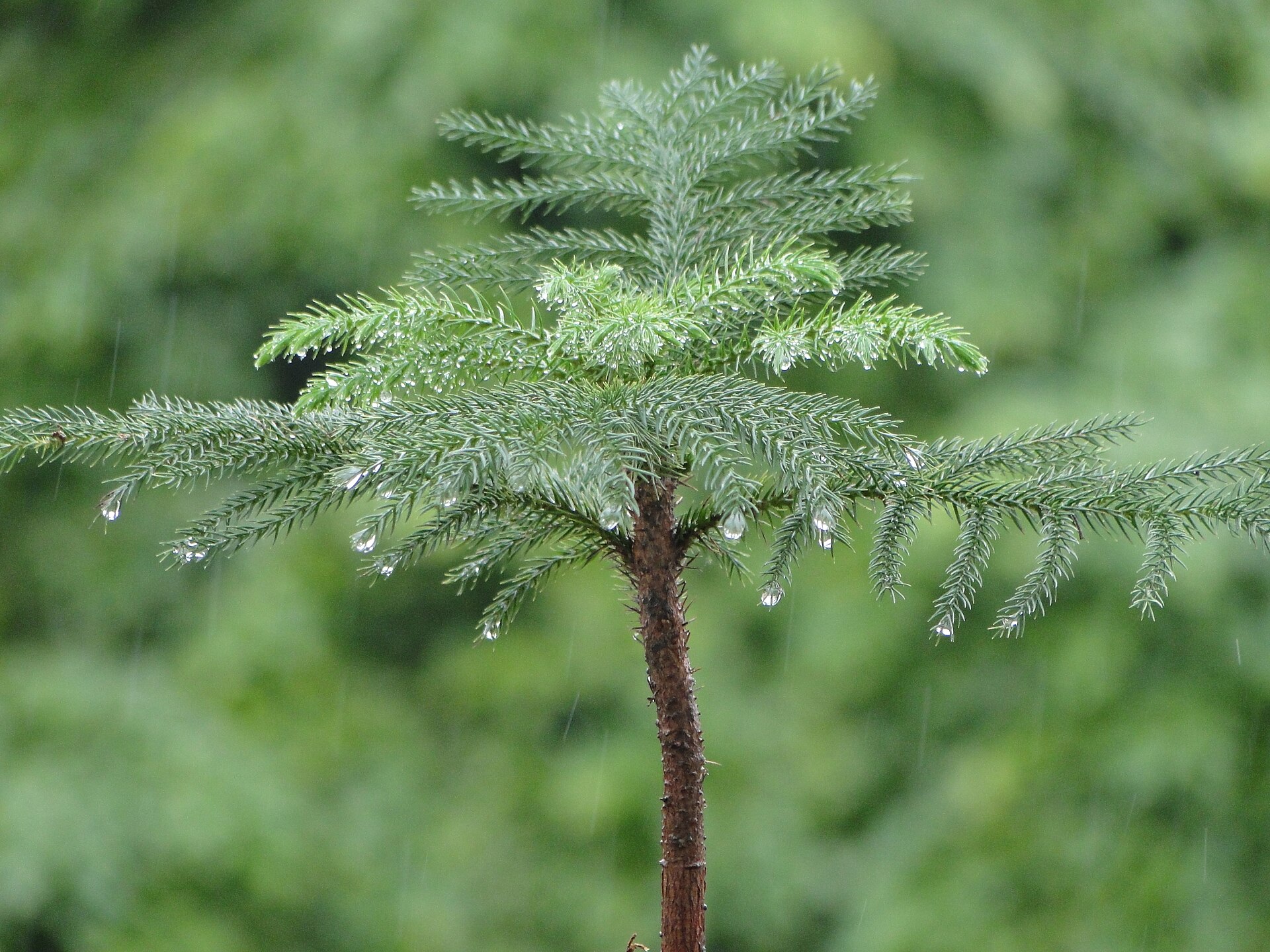 Delhi-NCR Rain Red Alert Brings Wind And Storm Safety Concerns representative news image