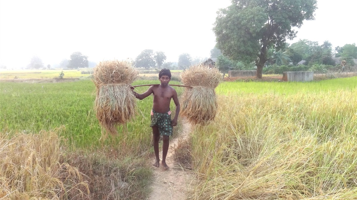 Odisha rice farmer in a paddy field used as a representative image