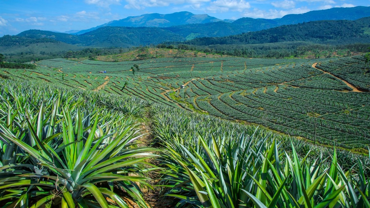 Pineapple plantation used as representative image for Tripura Queen Pineapple festival story