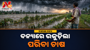 ମହାନଦୀ ବନ୍ୟାରେ ବାଙ୍କୀର ଜଳମଗ୍ନ ପରିବା ଚାଷ ଓ କଞ୍ଚା ଫସଲ ଧରିଥିବା ଚାଷୀ