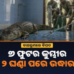 ଗୁଜରାଟରେ ଘର ବାଥରୁମରୁ ମିଳିଲା ୭ ଫୁଟର କୁମ୍ଭୀର, ଘଣ୍ଟାଏ ପରେ ସୁରକ୍ଷିତ ଉଦ୍ଧାର