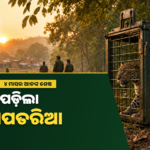 କୁକୁଡ଼ା ଟୋପରେ ଯନ୍ତାରେ ପଡ଼ିଲା କଲରାପତରିଆ, ୪ ମାସର ଆତଙ୍କରୁ ଗ୍ରାମବାସୀଙ୍କୁ ଆଶ୍ୱସ୍ତି