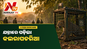 କୁକୁଡ଼ା ଟୋପରେ ଯନ୍ତାରେ ପଡ଼ିଲା କଲରାପତରିଆ, ୪ ମାସର ଆତଙ୍କରୁ ଗ୍ରାମବାସୀଙ୍କୁ ଆଶ୍ୱସ୍ତି