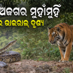ଜଙ୍ଗଲରେ ବାଘ–ଅଜଗର ମୁହାଁମୁହିଁ ଭିଡିଓ ଭାଇରାଲ୍; ଦୃଶ୍ୟର ସତ୍ୟତା ଯାଞ୍ଚ ଜରୁରୀ