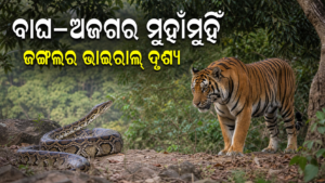 ଜଙ୍ଗଲରେ ବାଘ–ଅଜଗର ମୁହାଁମୁହିଁ ଭିଡିଓ ଭାଇରାଲ୍; ଦୃଶ୍ୟର ସତ୍ୟତା ଯାଞ୍ଚ ଜରୁରୀ