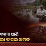 ବନ୍ୟା ପାଣି ମାଡ଼ିଆସିବାରୁ ଅଧାପାଚିଲା ପରିବା କାଟୁଛନ୍ତି ବାଙ୍କୀ ଚାଷୀ