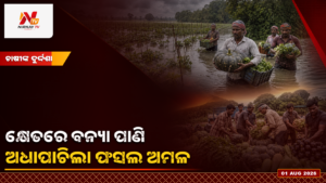 ବନ୍ୟା ପାଣି ମାଡ଼ିଆସିବାରୁ ଅଧାପାଚିଲା ପରିବା କାଟୁଛନ୍ତି ବାଙ୍କୀ ଚାଷୀ