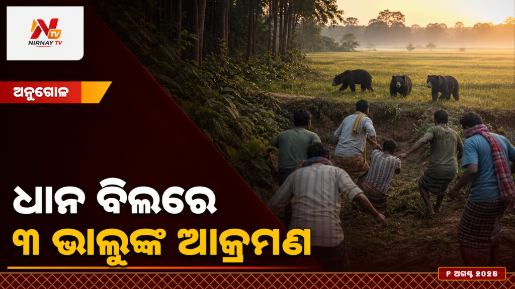 ଧାନ ବିଲରେ — ୩ ଭାଲୁଙ୍କ ଆକ୍ରମଣ | ନିର୍ଣ୍ଣୟ ଟିଭି