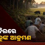 ଅନୁଗୋଳ ଛେଣ୍ଡିପଦାରେ ୩ ଭାଲୁଙ୍କ ଆକ୍ରମଣ, ଚାଷୀ ଗୁରୁତର