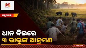ଧାନ ବିଲରେ — ୩ ଭାଲୁଙ୍କ ଆକ୍ରମଣ | ନିର୍ଣ୍ଣୟ ଟିଭି