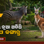 ନନ୍ଦନକାନନକୁ ଆସିବେ ଜେବ୍ରା ଓ ରେଡ୍ କଙ୍ଗାରୁ, ବଢ଼ିବ ଆଫ୍ରିକାନ୍ ସାଭାନା ଆକର୍ଷଣ