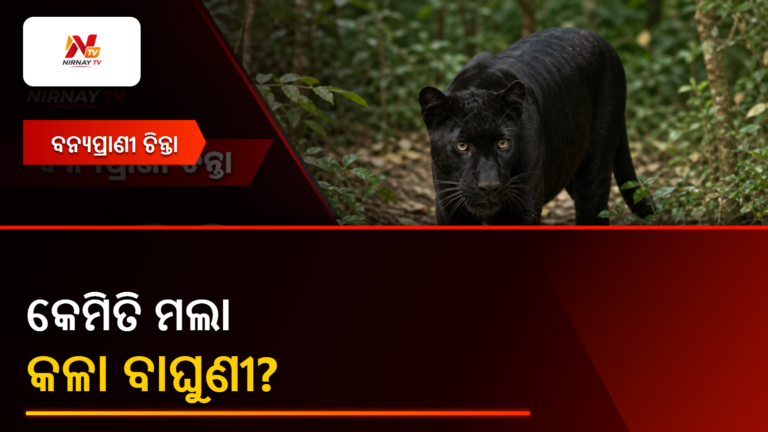 ଶିମିଳିପାଳରେ କଳା ବାଘୁଣୀର ମୃତ୍ୟୁ, କାରଣ ଜାଣିବାକୁ ଲ୍ୟାବ୍ ରିପୋର୍ଟକୁ ଅପେକ୍ଷା