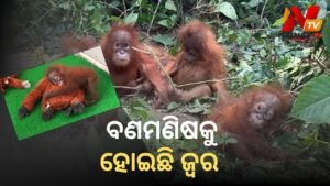 ନନ୍ଦନକାନନରେ ଅସୁସ୍ଥ ହେଲା ଉଦ୍ଧାର ହୋଇଥିବା ଓରାଙ୍ଗଉଟାନ ଛୁଆ: ଜ୍ୱରରେ ପୀଡ଼ିତ ହେବାରୁ ଡାକ୍ତରୀ ଟିମ୍ ଆଲର୍ଟରେ!