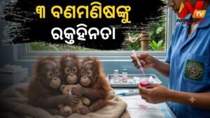 ନନ୍ଦନକାନନରେ ସୁସ୍ଥ ହେଉଛନ୍ତି ଶିଶୁ ଓରାଙ୍ଗଉଟାନ୍: ୩ ଜଣଙ୍କଠାରେ ରକ୍ତହୀନତା ଚିହ୍ନଟ, ସପ୍ଲିମେଣ୍ଟ ଓ ଔଷଧ ସେବନ ଆରମ୍ଭ