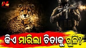 କୁନୋରେ ଚିତା ମୃତ୍ୟୁ: ଶିକାରୀଙ୍କ ଗୁଳିମାଡ଼ରେ ଚାଲିଗଲା ‘KNG22’ ର ଜୀବନ, କେନ୍ଦ୍ରର ବଡ଼ ଆକ୍ସନ୍