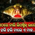ଅଦ୍ଭୁତ ମାଛ: ପହଁରିବା ବଦଳରେ ସମୁଦ୍ରରେ ମେଣ୍ଢା ପରି ହଲି ହଲି ଚାଲେ, ମୁହଁରେ ବୋଳିହୁଏ ନାଲି ଲିପଷ୍ଟିକ୍