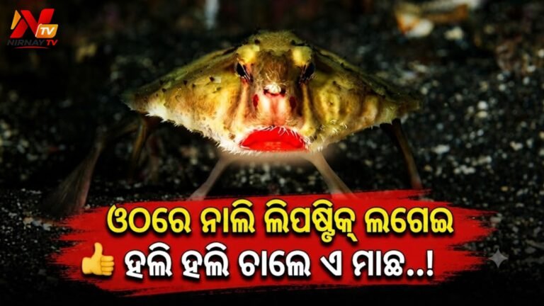 ଅଦ୍ଭୁତ ମାଛ: ପହଁରିବା ବଦଳରେ ସମୁଦ୍ରରେ ମେଣ୍ଢା ପରି ହଲି ହଲି ଚାଲେ, ମୁହଁରେ ବୋଳିହୁଏ ନାଲି ଲିପଷ୍ଟିକ୍