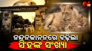 ନନ୍ଦନକାନନରେ ବଢ଼ିଲା ସିଂହ ପରିବାର: ଜନ୍ମ ନେଲା ନୂତନ ଛୁଆ, ସଂଖ୍ୟା ୨୩ କୁ ବୃଦ୍ଧି