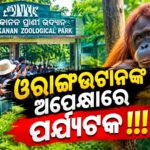 ପର୍ଯ୍ୟଟକଙ୍କ ପାଇଁ ଖୁସିଖବର; ନନ୍ଦନକାନନରେ ଦେଖିବାକୁ ମିଳିବେ ୫ ଓରାଙ୍ଗଉଟାନ
